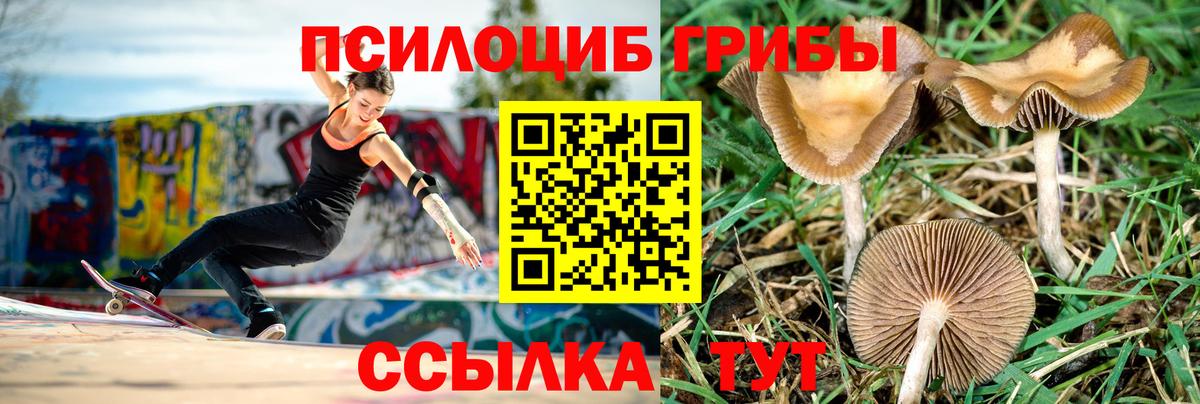 купить закладку  Псилоцибиновые грибы GOLDEN TEACHER  Вход с VPN  Костомукша 